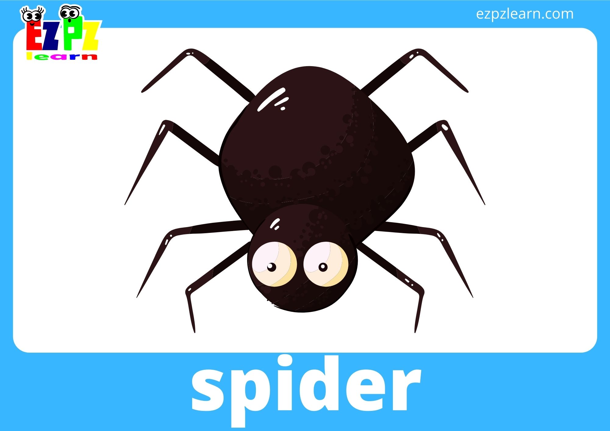 spider